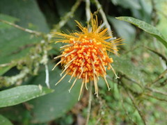 Stifftia chrysantha