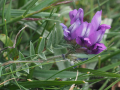Oxytropis owerinii