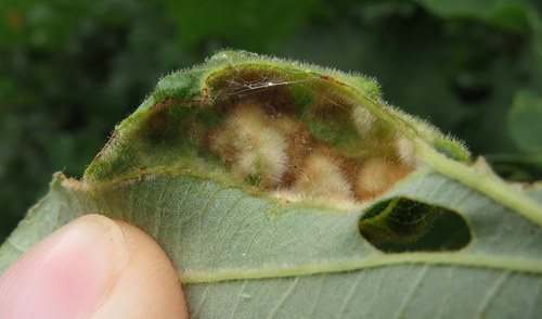 Oak Blister Gall Mite
