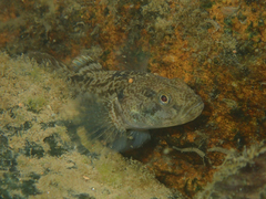 Padogobius bonelli