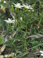 Minuartia