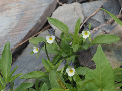 Viola kitaibeliana