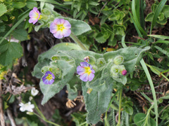 Nonea versicolor