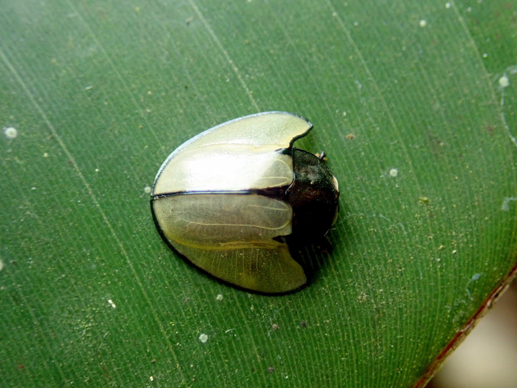 Echoma clypeata