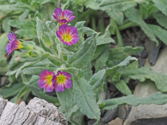 Nonea versicolor