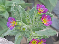 Nonea versicolor