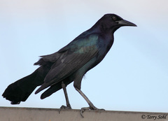 Quiscalus major