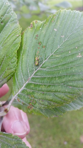 Whitebeam blister mite