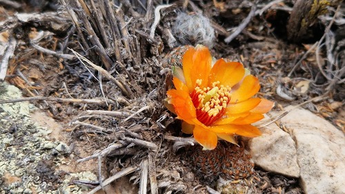 Aylostera einsteinii, photograph 6