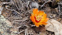 Aylostera einsteinii, photograph author not stated, no rights reserved