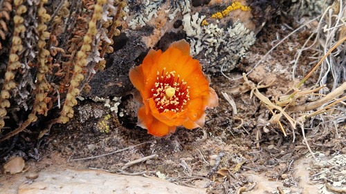 Aylostera einsteinii, photograph 4