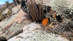 Aylostera einsteinii, photograph author not stated, no rights reserved