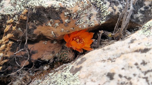 Aylostera einsteinii, photograph 3