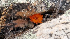 Aylostera einsteinii, photograph author not stated, no rights reserved
