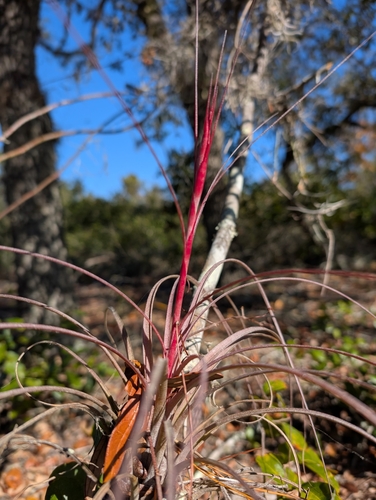 Image of Tillandsia simulata by (c) Valerie Anderson, some rights reserved (CC BY)
