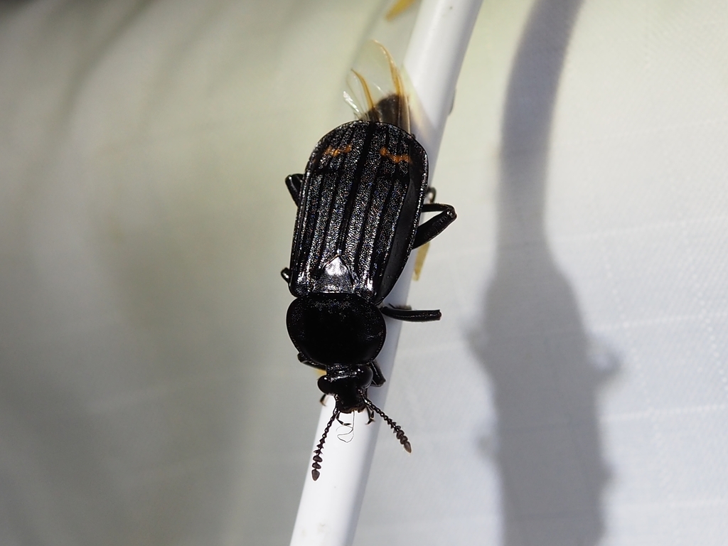 Redlined Carrion Beetle in July 2019 by Kimberlie Sasan · iNaturalist