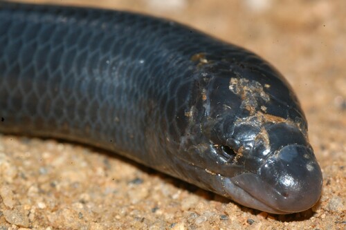 Savanna Legless Skink, Acontias occidentalis