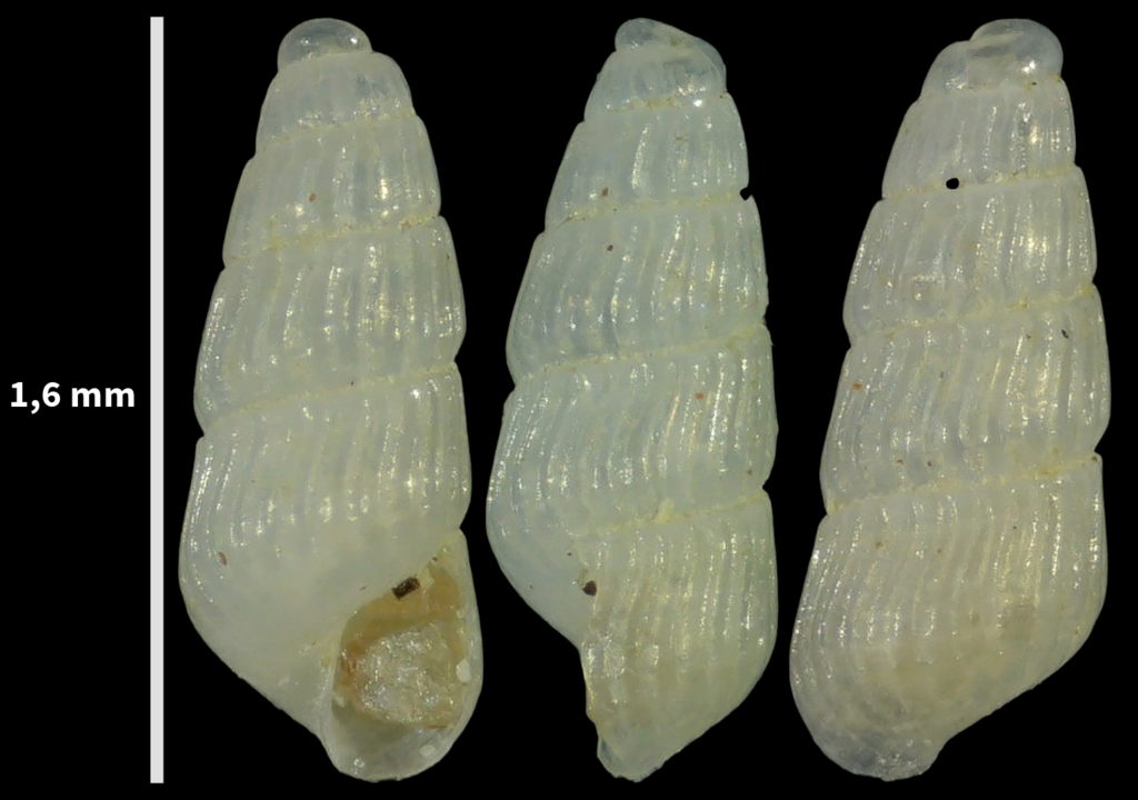 Parthenina indistincta