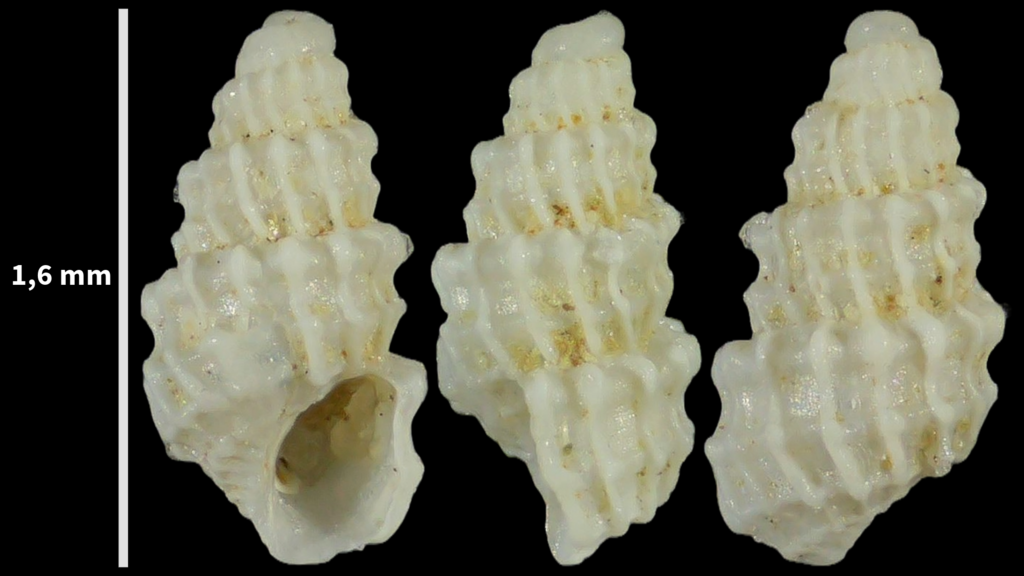 Ividella excavata