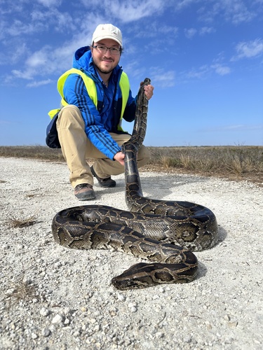 Burmese Python