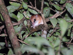 Hatt's Vesper Rat photo 2