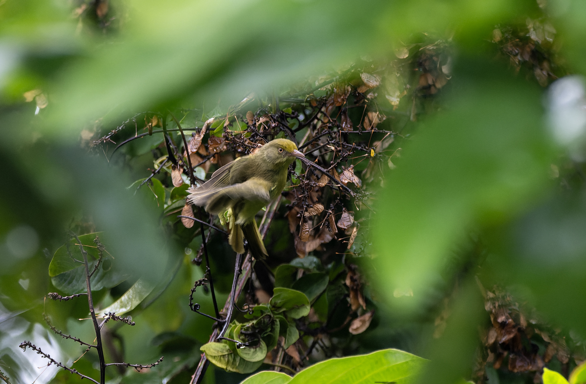 Olivaceous Greenlet (Hylophilus olivaceus), photo 2