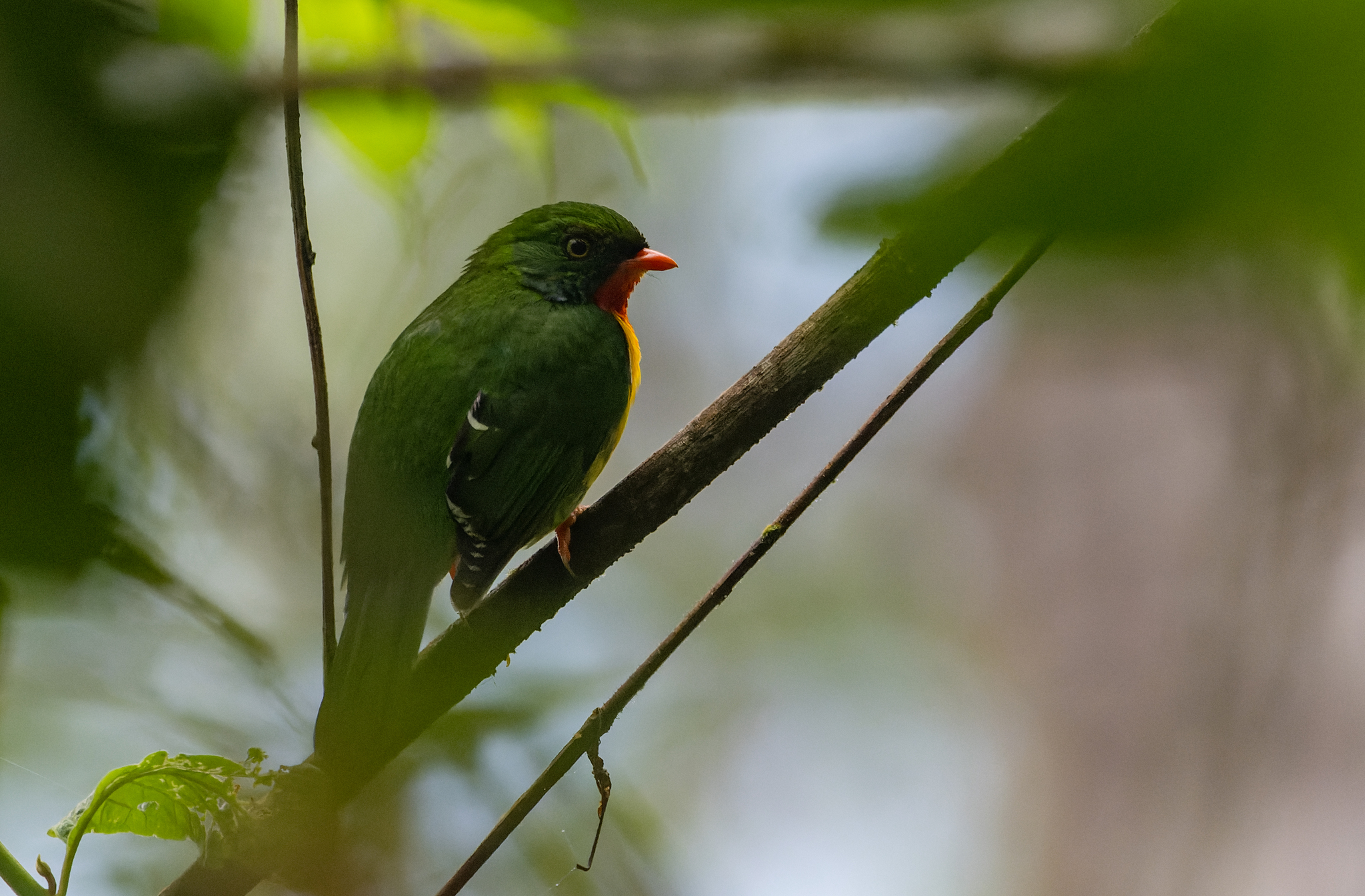Scarlet-breasted Fruiteater (Pipreola frontalis), photo 2