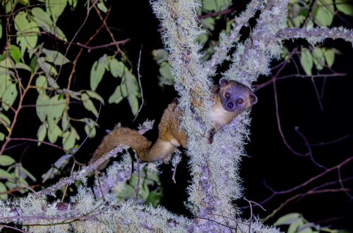 Eastern Lowland Olingo