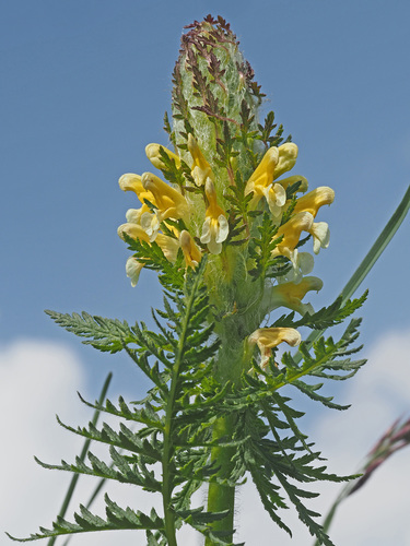Pedicularis condensata