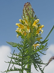 Pedicularis condensata