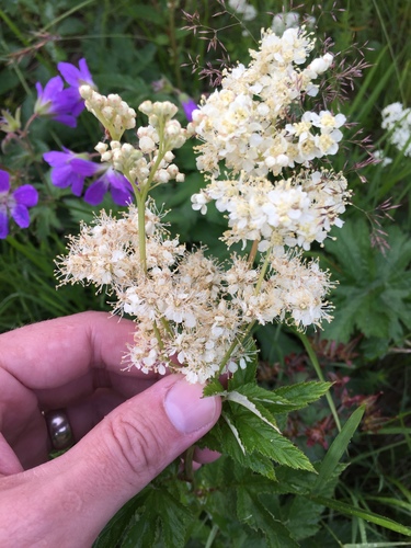 túžobník brestový (Filipendula ulmaria)