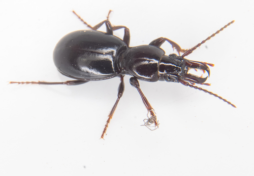 Promecognathus laevissimus photo 4