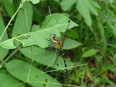 Lamelligomphus formosanus