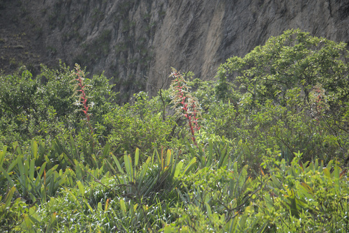Alcantarea glaziouana (Alcantarea glaziouana)