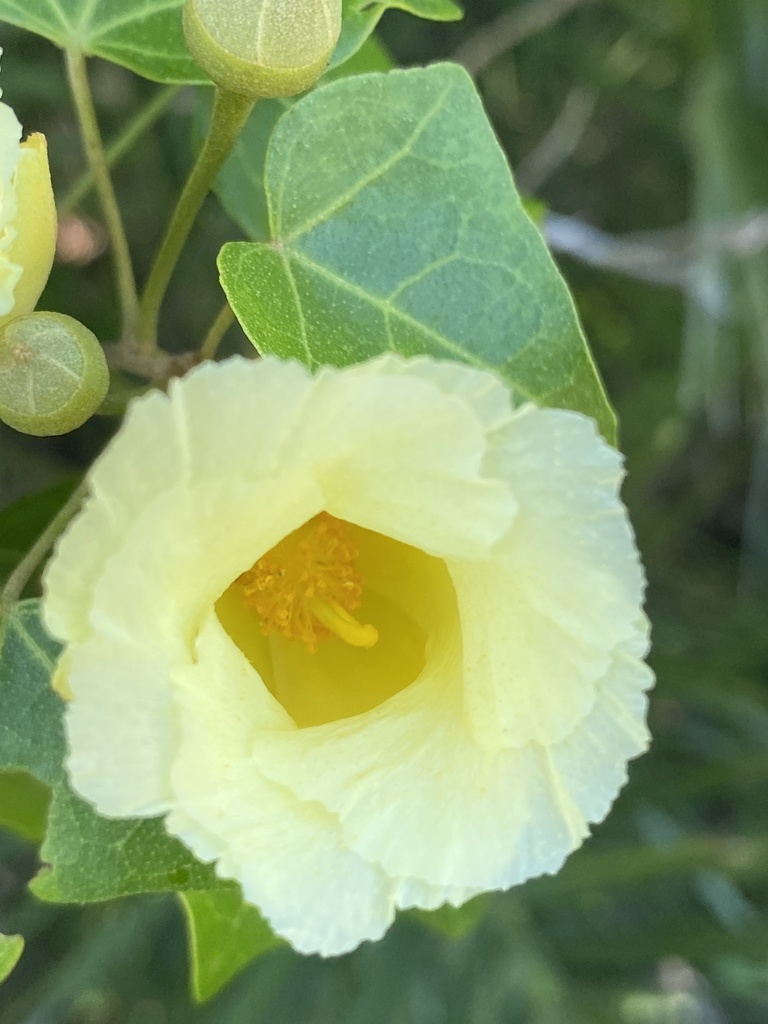 Indian-Tulip