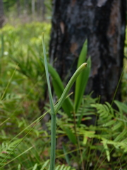 Cleistesiopsis