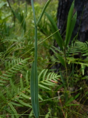 Cleistesiopsis