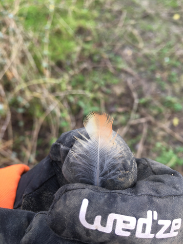 Plume de Grive mauvis