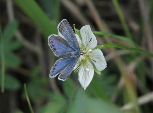 Northern Blue, Yukon, Canada, photo 7 of 10