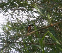 Corythornis vintsioides
