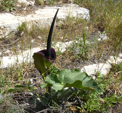 Arum palaestinum