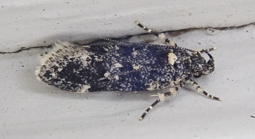 White-spotted Chionodes Moth photo 2