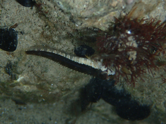 Microlipophrys dalmatinus