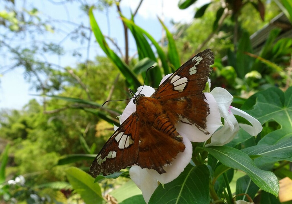 Agara pegasus