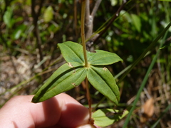 Lysimachia asperulifolia