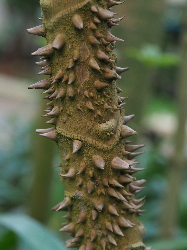 Brassaiopsis dumicola (Brassaiopsis dumicola)