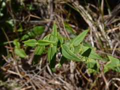 Lysimachia asperulifolia