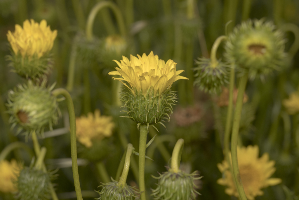 Haplopappus pulchellus