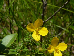 Rhexia lutea