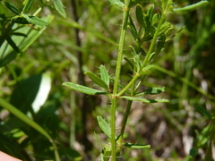 Rhexia lutea